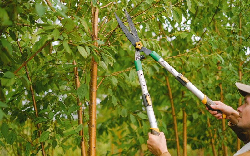 Tree trimming in Porter Ranch, CA